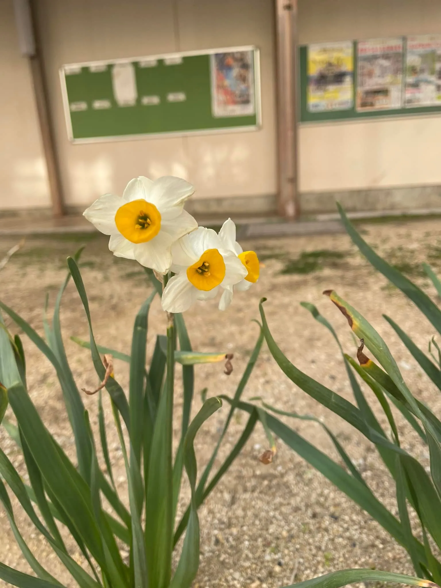 3学期の給食室自主衛生検査に行きました。