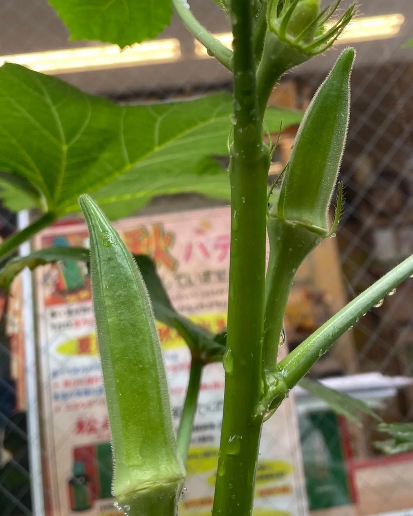 オクラ順調に生育しています！9月末に追肥して夏バテ知らずです...