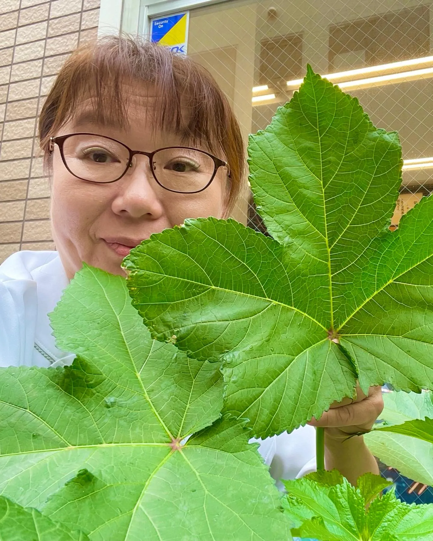 オクラ順調に生育しています！9月末に追肥して夏バテ知らずです...