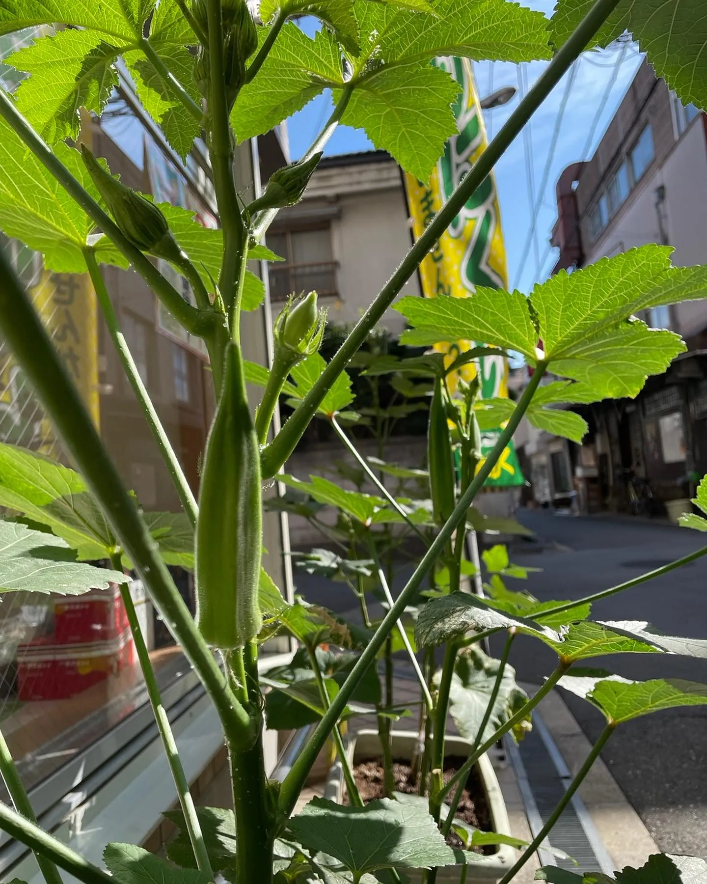 今朝のオクラ！大阪はまだ毎日、日中は29℃など暑いです。