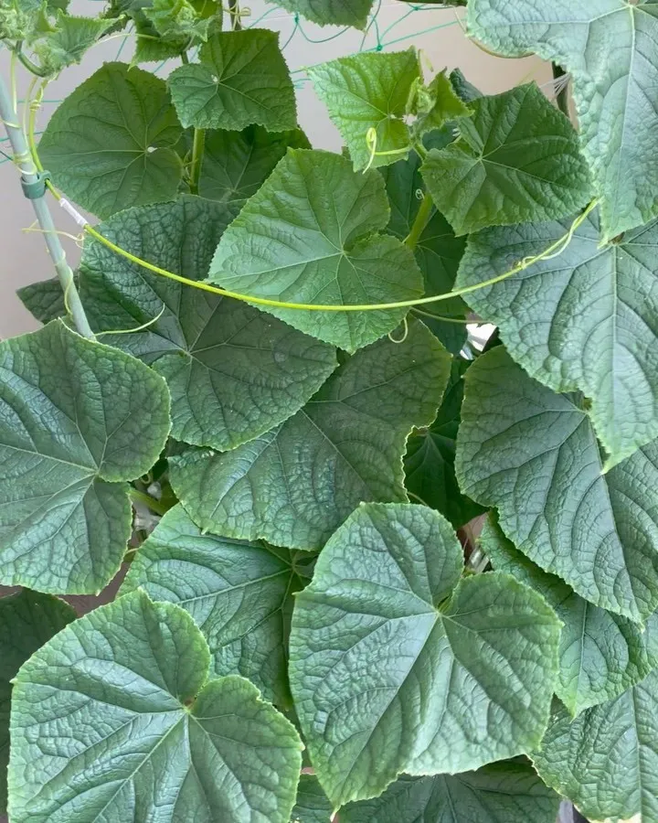 朝一番、胡瓜を収穫しました！